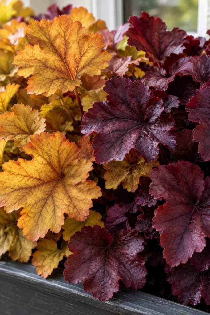 Fall Window Box Ideas to Turn Your Porch Into an Autumn Showstopper 13 Amber and burgundy heuchera foliage in a fall window box.
