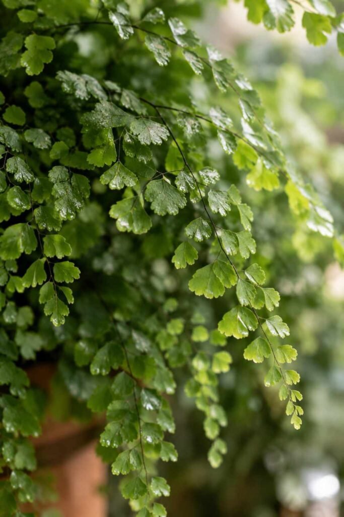 Lush Fern Sunroom Ideas to Turn Any Room Into a Living Retreat (Ideas, Plants & Care Tips) 10 Delicate maidenhair fern fronds in a humid sunroom setting