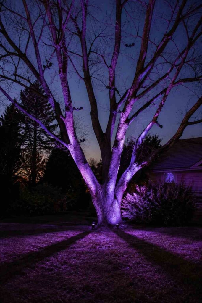 Bare tree lit with a purple floodlight casting long shadows across a Halloween yard.