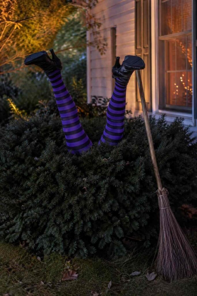 Witch legs in striped stockings sticking out of a garden shrub with a broom nearby.